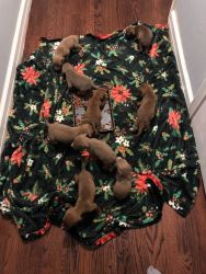 Doberman and pit bull puppies
