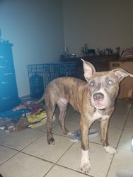 Free pit mix to good home