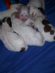 Havanese Poodle Puppies for SALE