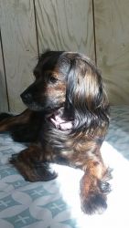 Young female mixed breed on sale