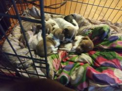 6 weeks old jack chi puppies for sell
