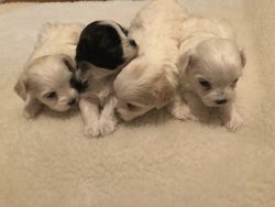 Morkie/Shichon Female Puppies