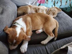 FREE to loving home Terrier and Duchshund Mix 8 month old Brother and