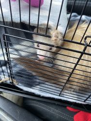 Two bonded ferrets 6 months old with cage anD all accessories