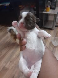 Mix shitzu and fox terrier for sale