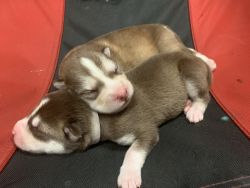 Alaskan Malamute and Siberian Husky Mix Puppies