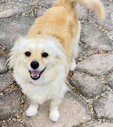 Free for adoption-Small female dog (spayed)