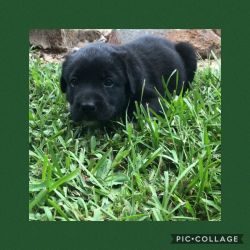 Pyrador puppy lab and great Pyranese mix