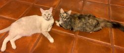 Sister cats looking for forever home