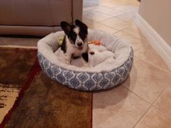 3-month old adorable female Aussie-Heeler mix looking for a home.
