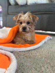 Gold Shorkie for Sale