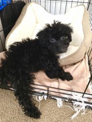 Jackapoo Mix with Jack Russell and Poodle