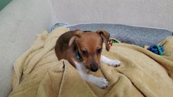 Miniature dachshund / Chihuahua