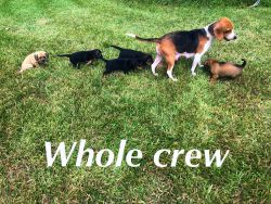 Beagle Mixed Puppies!!!