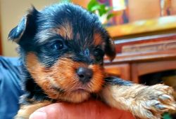 Yorkie Russell Puppy