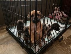 Labrador Pitbull Mix Puppies - For Sale