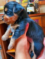 Yorkie Russell Puppy Jack Russell/Yorkie Mix