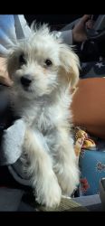 TOY MALCHI PUPPY FOR SALE