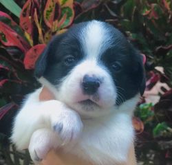 5 PUPPIES FOR SALE IN FLORIDA