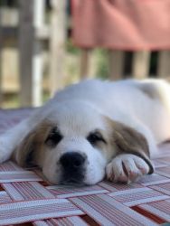 St.Bernard and Great Pyrenees Mixed Puppy