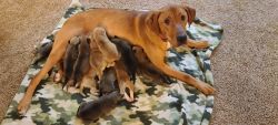 Husky doberman puppies for sale