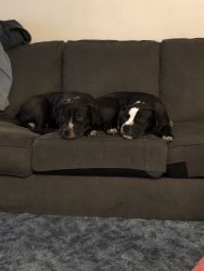 Two 1 year old puppies need a good home.