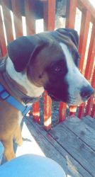 Pit/boxer his 1 year old almost 2! His friendly! He gets along with w