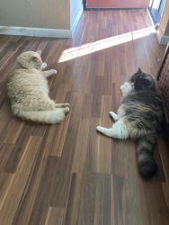 2 cats looking for a forever home
