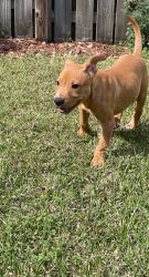 Mom was full blooded pocket pittbull dad is red nose mix with lab