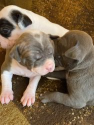 Pit Bull/St Bernard mix puppies