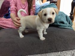 Mixed Male Puppy for Sale