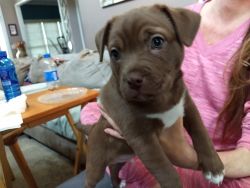 Male mixed breed puppy for sale