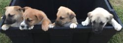Mixed Breed Puppies
