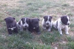 Mixed Breed Puppies
