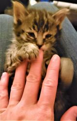 Kitten for Adoption - Tigey