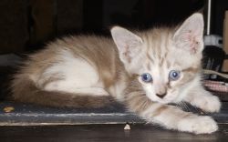 Kitten for Adoption - Blondie