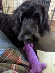 8mo Newfiedoodle puppy