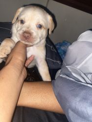 2 boy puppies for sell - PITBULL MIX WITH CHOW CHOW AND MIKI