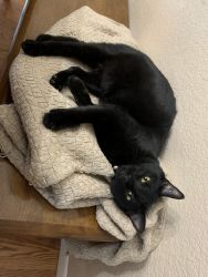 Black cat in need of new home