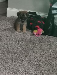 Girl mixed puppy 6 weeks small