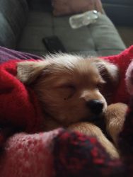 Rehoming Chihuahua Mix Puppy