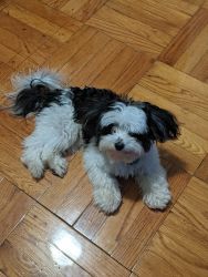 Havanese and Shi Tzu Mix, 10 month old puppy. for sale