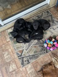 Puppies looking for loving homes!