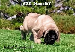 Daniff- English Mastiff x German Mastiff