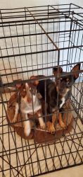 Dogs for sale to good home