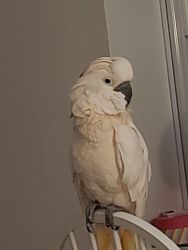 Super sweet moluccan cockatoo