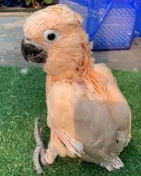 Baby Moluccan cockatoo for sale