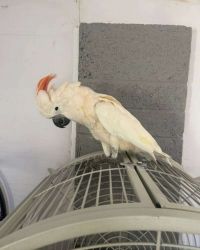 1yr Old Moluccan Cockatoo