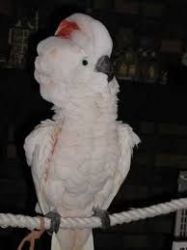 Female cockatoo. Very friendly. Talks a lot. We are rehoming her due t