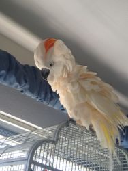 2-year-old male cockatoo